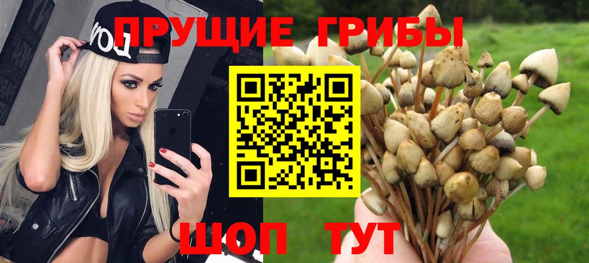 Псилоцибиновые грибы Psilocybine cubensis Острогожск